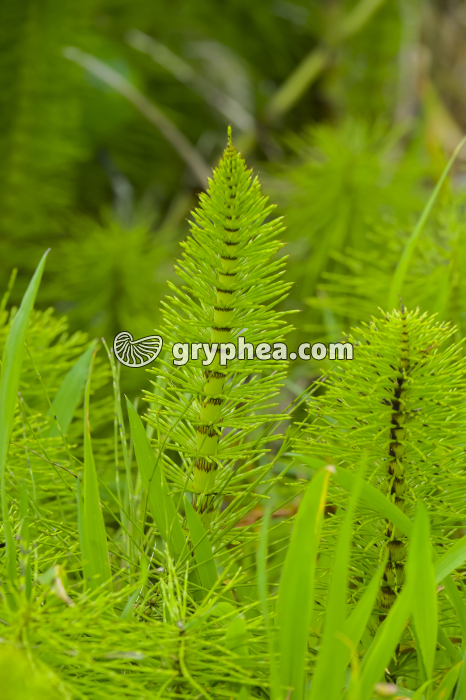 Grande Prêle - jeune axe chlorophyllien en cours de développement (Equisetum telmateia) - gryphea.com